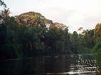 River Yacuma surrounded by dense vegetation along its banks, Rurrenabaque - Pampas, Beni, Bolivia