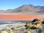  Laguna Colorada (Red Lagoon) at 4285 m (14060 f) with white borax shores, Eduardo Avaroa National Reserve , Southern Cordillera Occidental, Potosi, Bolivia